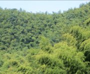 竹子的特點有哪些？